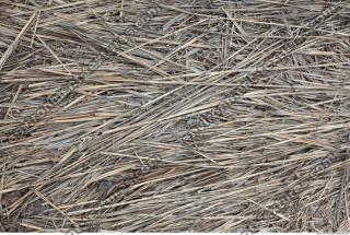 Photo Texture of Grass Dead 0005